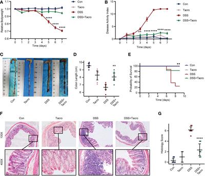 Combination of Lactobacillus plantarum improves the effects of tacrolimus on colitis in a mouse model